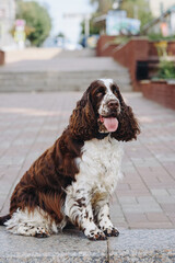 brown and white spaniel dog sitting in city park in sunny summer day, dogwalking concept