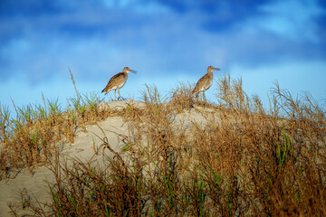 Guarding the Nest