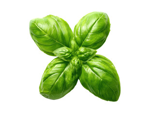 Fototapeta premium Vibrant green basil leaves against a dark background leaf herb, Isolated, Png Transparent Background