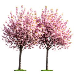 two Pink sakura tree blooming side by side isolated on white and transparent background.