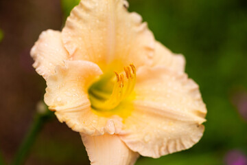 Yellow lily in the garden close up