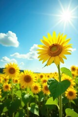 A vibrant yellow sunflower blooms in a sun-drenched field , flora, green, leaves