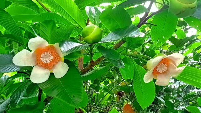 Elephant apple or chalta food. Myrtle flower on the tree Dillenia suffruticosa (Griff). 