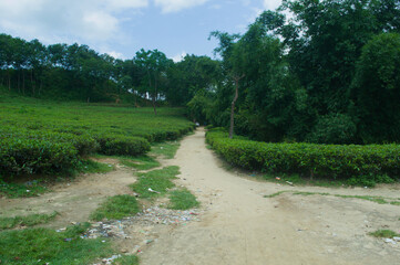 Scenic Pathway Through Lush Green Tea Garden in Bangladesh Nature Scenery with Trees and Cloudy Sky