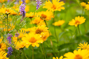 Beautiful orange and yellow flowers in the field photo with soft focus