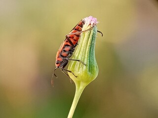 Red and Black Bug on Bud Macro Close-up
