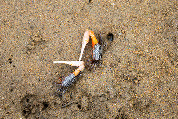a pink clawed fiddler crab close up