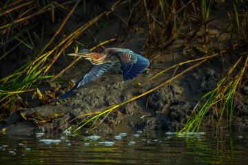 Green Heron In Flight