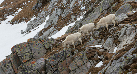 Mountain goats navigating rocky cliffs at high altitude, with snow patches and strong wind blowing.