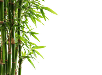 Fototapeta premium Vibrant green bamboo stalks with delicate leaves against a dark backdrop plant, Isolated, Png Transparent Background