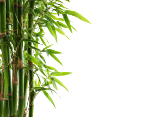 Vibrant green bamboo stalks with delicate leaves against a dark backdrop plant, Isolated, Png Transparent Background