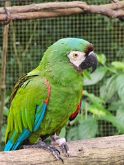 Green parrot at Parque das Aves, Foz do Iguaçu, Brazil