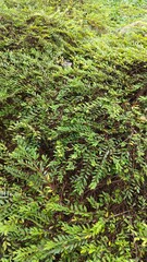 green moss on the wall