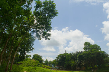 Obraz premium Lush Green Landscape of Trees and Cloudy Sky with Blue Sky Nature Photography