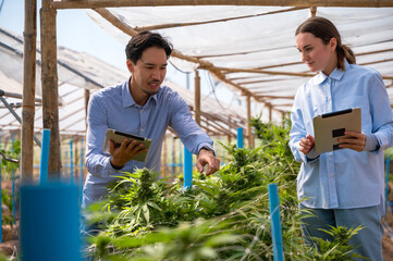 Japanese male cannabis researcher working with female cannabis scientist in local marijuana greenhouse 