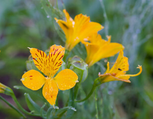 Beautiful close-up of alstroemeria aurea