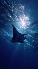 Manta ray swimming in the ocean with sunlight filtering through water