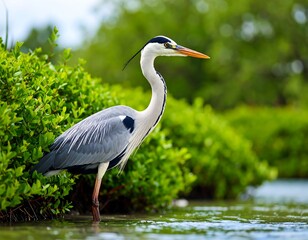 Grey heron wading in shallow water (1)