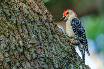 Red Bellied Woodpecker