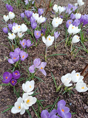Vibrant mixed multicolored crocuses blooming in a beautiful flower bed