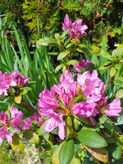 Lush pink rhododendron flower blooming amid vibrant green shrubbery