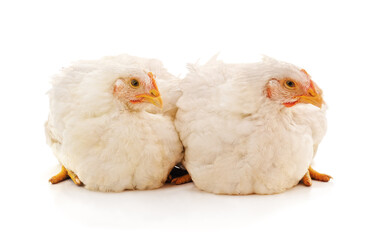 Two white chickens.