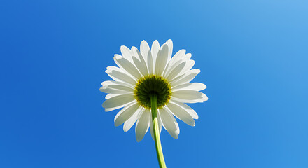 Underside View of a White Daisy Flower.