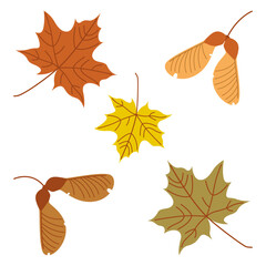 Set of autumn leaves and maple seeds. Vector illustration in flat style on a white background.