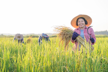 Portrait a female farmer one hand holding harvested rice,other hand holding a sickle standing in organic rice field,concept of traditional,seasonal rice harvest