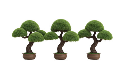 Three miniature bonsai trees in ceramic pots, displayed against an isolated transparent backdrop