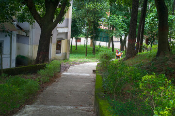 Lush Green Pathway in the Hillside Community of Mussoorie, Uttarakhand, India Nature Scenery and Architecture Blended