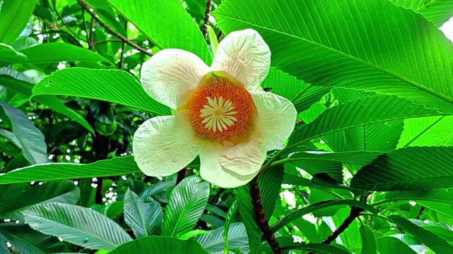 Elephant apple or chalta food. Myrtle flower on the tree Dillenia suffruticosa (Griff). 