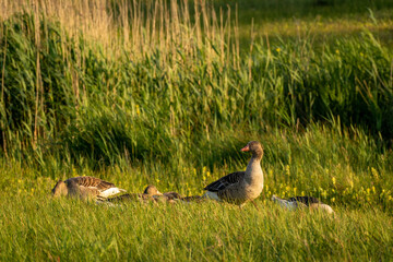 A group of geese, at Lentevreugd, Wassenaar, The Netherlands