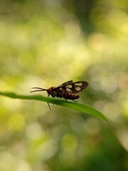 Clearwing Moth Resting on a Leaf with Natural Bokeh Background