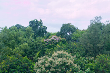 Lush Green Canopy View of a Forest in the Cloudy Sky Nature Scene Landscape