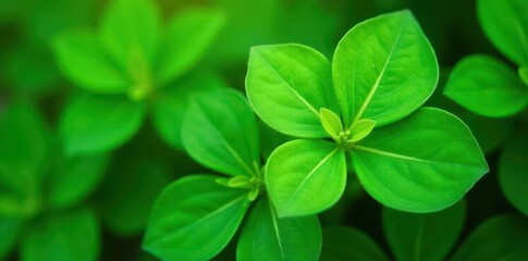 Bright green purslane leaves, vibrant and fresh , stock photo, nature