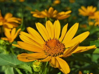 yellow flower in the garden