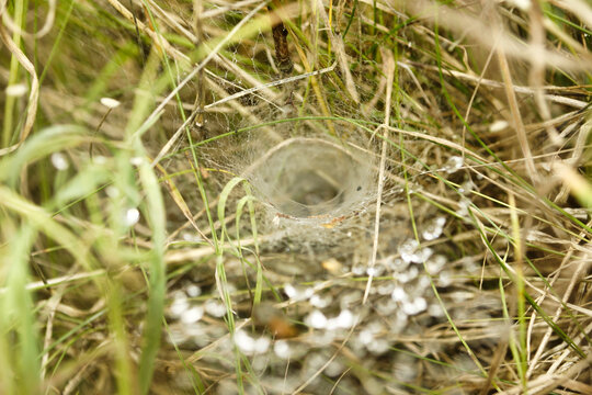 Bodenfangnetz einer Trichternetzspinne im Herbst