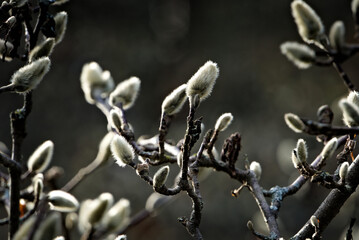 Early spring in the natural park.