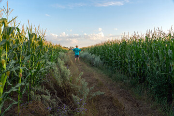 A child strolls down a narrow path surrounded by tall corn plants during the early evening. The sky...