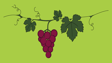 Minimalist Elegant Vector Embedded grapes and wine .
