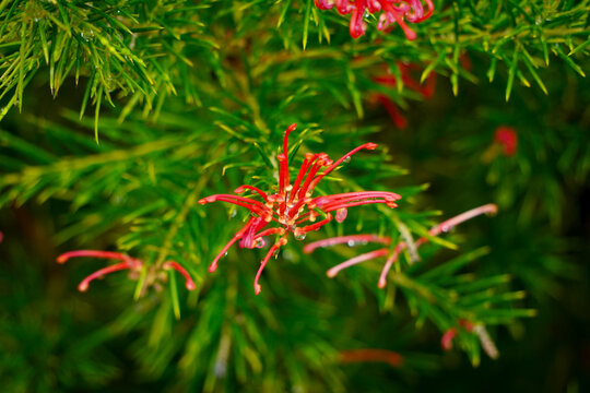 Grevillea particolare