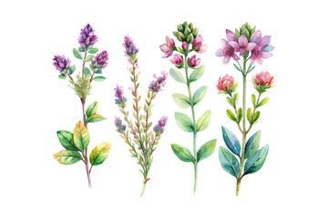 Obraz premium set of watercolor wild thyme vector illustration isolated on white background