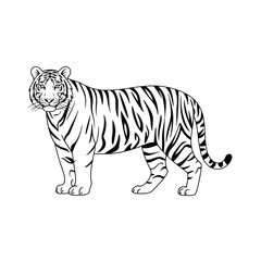 Fototapeta premium Tiger Standing Profile animal feline