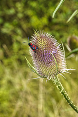 Sechsfleckwidderchen sitzt auf einer Edeldistel