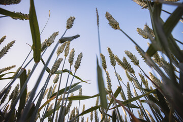 reeds in the wind