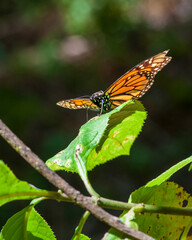 Migrating Monarch Butterfly Resting on Leaf in Mexico