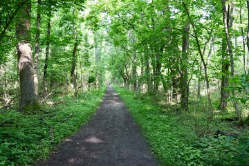 The long hiking trail in the forest on a summer day.