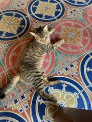 Tabby Cat Relaxing on Colorful Traditional Tile Floor