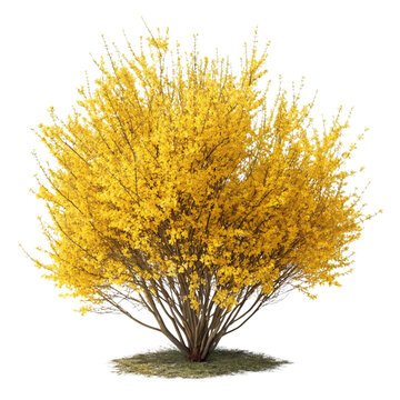 Bright yellow forsythia bush isolated on transparent background